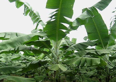 哥斯达黎加香蕉种植中EM的应用